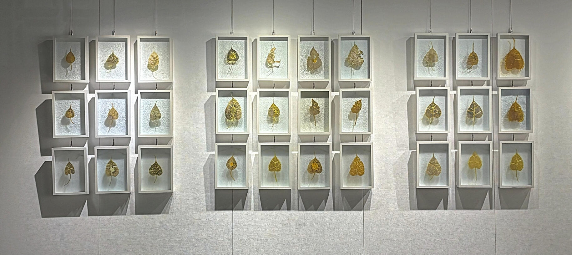 Installation view of Look Again: 30 framed fused-glass panels with botanical leaves arranged on a white wall, casting soft shadows.
